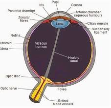 Maybe you would like to learn more about one of these? Mata Manusia Bagian Bagian Mata Fungsi Anatomi Cara Kerja