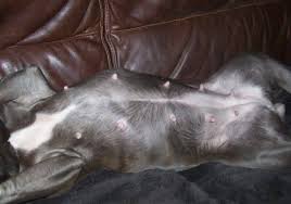 Understanding the basic of dog pregnancy is important especially your dog is pregnant. How To Take Care Of A Pregnant Dog Information For Any Dog Owner