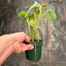 Image result for Ceropegia incana