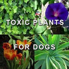 So, when developing an inviting space for any pooch, you'll want to incorporate some dog friendly plants. 11 Pet Friendly Outdoor Plants Ideas Plants Outdoor Plants Dog Friendly Garden