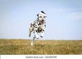 Image result for dalmatin