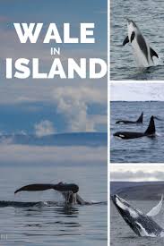 Wale In Island Wale Beobachten Romantikreisen Reisen
