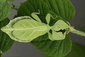 Image result for Phaeoptilum