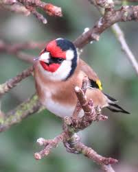 Pin Von Sandy B Auf Birds In Our Garden