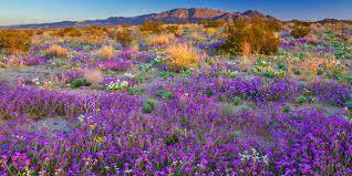 Check out how to in this post about the beautiful wildflowers! How To See California S 2019 Super Bloom Visit California