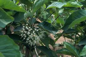 Image result for Pavetta sp. I