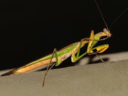 Praying Mantis All Species Tagged Marble Mantis Usmantis Galinthias amoena is a species of praying mantis found in angola, cameroon, kenya, malawi, mozambique, natal, sierra leone, tanzania, zanzibar, transvaal, and zimbabwe, and the congo river region. praying mantis all species tagged