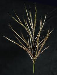 Image result for Bothriochloa