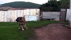 Kangal Kars Karsimi Coban Kopegi Video Dailymotion