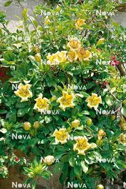 Image result for Solandra maxima