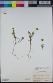 Image result for Bidens baumii