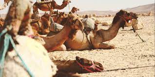 Chile is an expensive, but safe country that is very camping the big mac index compares the economy of different currencies by comparing the cost of a big mac in different countries. Camel Rides Events The Weekend Edition