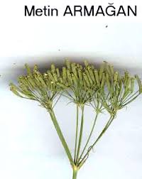 Image result for Culcasia falcifolia