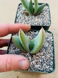 Image result for Urochloa marlothii