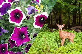 We did not find results for: Do Deer Eat Petunias And How To Stop Them From Doing That Garden Tabs