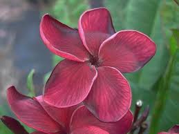 Pin On Plants To Grow Tropical And Subtropical