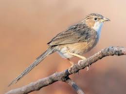 Image result for Dinebra caudata