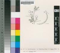 Image result for Acacia pilispina