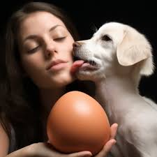 Lick the eggs" — image created in Shedevrum