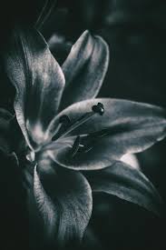 B…ig ones, small ones, tiny ones, circles inside circles, circles overlapping circles, fat circles and thin ones, white circles and black ones, circles in snaking lines. 500 Black And White Flower Pictures Hd Download Free Images On Unsplash