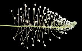 Image result for Schizocarphus nervosus