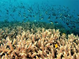Here is an example of citing this page: Models Maps And Citizen Scientists Working To Save The Great Barrier Reef