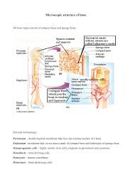 Best worksheet compact bone microscope slide labeled free download file 624 diagram of compact bone new jpg wikimedia commons. Microscopic Structure Of Bone