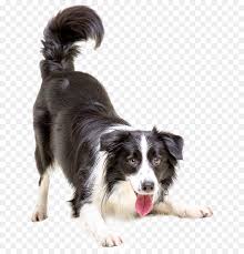 Border Collie Kopek Kedi Pet Veteriner Kopekler Seffaf Png Goruntusu