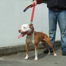 Pin By Benny Nguyen On Pitbulls Bully Breeds American Pitbull Terrier Pitbull Dog American Pitbull