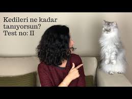 Kedileri Ne Kadar Iyi Taniyorsun Yeni Bir Teste Var Misin Ne Kadar Kedi Insanisin Dersin Youtube