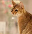 Abyssinian Kittens for Sale - Cats, Kittens, and Cat Breeders