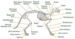 kak narisovat koshku poetapno karandashom koshki shkolnye uroki uroki biologii