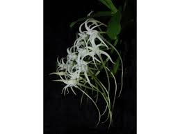 Image result for Cyrtorchis