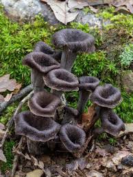 Image result for Craterellus fallax