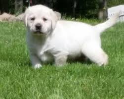 As a potential buyer it is your responsibility to ask questions in regards to. Akc English Male Labrador Puppies For Sale In Stevens Point Wisconsin Classified Americanlisted Com