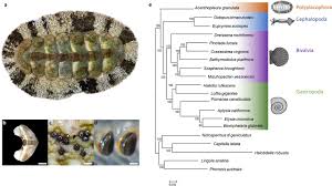 Ecosure is the process we use inside your home. The Iron Responsive Genome Of The Chiton Acanthopleura Granulata Biorxiv
