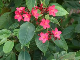 | days in the life of a consulting arborist. Plant Identification Solved Need Help With Id Red Flower Tree In Florida