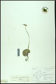 Image result for Nervilia crociformis