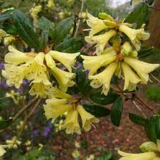 Rhododendron Yellow Hammer Agm Buy Yellow Hammer Rhododendrons Online Millais Nurseries