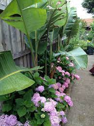 Pin By Rolla Tahan On Flowers Birds Of Paradise Plant Paradise Plant Hydrangea Landscaping