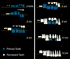 Tooth Eruption Dental Health Foundation