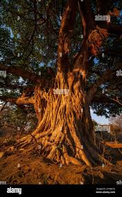 Image result for Galium bussei