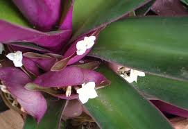 We did not find results for: Moses In The Cradle Rhoeo Dwarf Naturally Beautiful