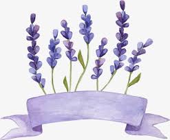 Lavender Flowers Watercolor Png Transparent Clipart Image And Psd File For Free Download Flower Graphic Design Flower Background Wallpaper Flower Graphic