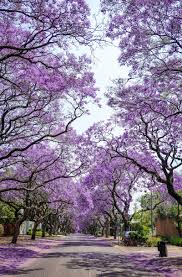 Image result for Jacaranda mimosifolia