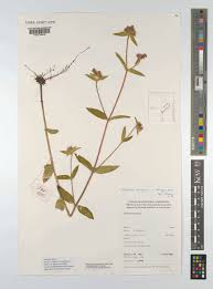 Image result for Dissotis irvingiana