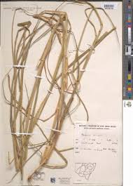 Image result for Setaria sphacelata