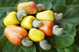 Cashew Nut Kaju Anacardium Occidentale Cashew Apple Tree Seed 5 20 Healthy Seeds Cashew Fruit Cashew Nut