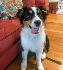 Australian Shepherd Puppy For Sale In Kalamazoo Mi Adn 40588 On Puppyfinder Com Gender Male Age 5 Months Old Puppies Australian Shepherd Puppies For Sale