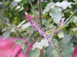 Achyranthes Aspera Prickly Chaff Flower